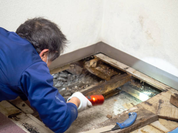 Best Professional Mold Removal  in Mec, CA