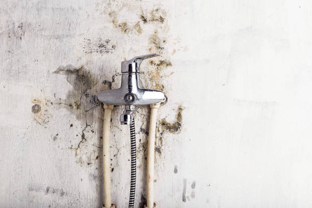 Best Affordable Mold Removal  in Mec, CA