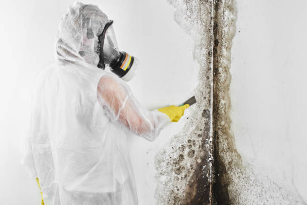 Best Mold Inspection  in Mec, CA