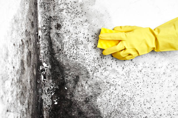 Best Mold Removal Near Me  in Mec, CA