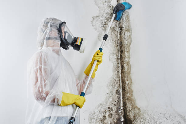 Best Mold Testing  in Mec, CA