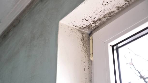 Best Residential Mold Removal  in Mec, CA