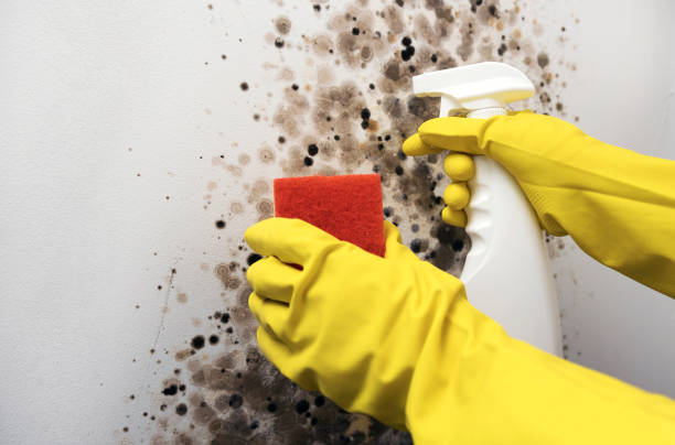 Best Attic Mold Removal  in Mec, CA