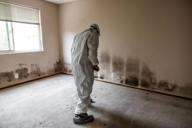 Best Local Mold Removal Service  in Mec, CA