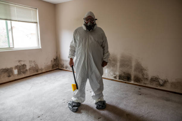 Best Mold Removal Company Near Me  in Mec, CA