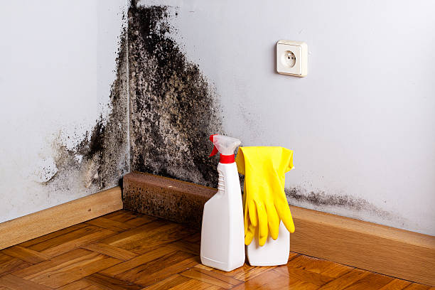 Professional Mold Removal in Mecca, CA