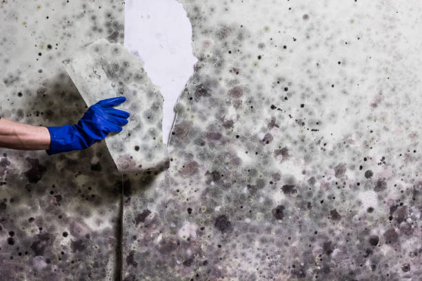 Best Commercial Mold Removal  in Mec, CA