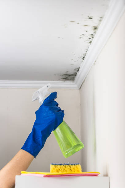 Best Mold Removal Process  in Mec, CA