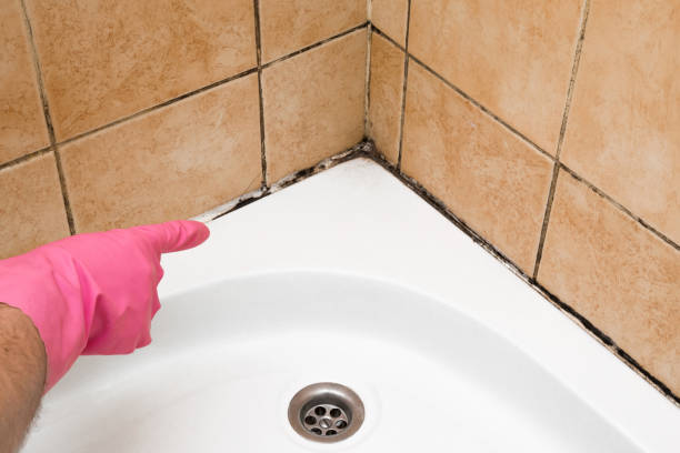 Mold Removal Process in Mecca, CA