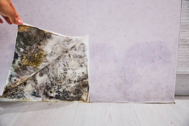 Best Toxic Mold Removal  in Mec, CA